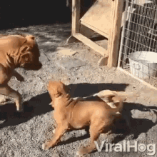 playing doggies puppies viralhog tussle