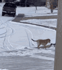 Snow Dog GIF - Snow Dog Cold Weather GIFs