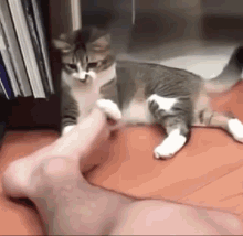 Cat Foot GIF - Cat Foot Foot Smell GIFs