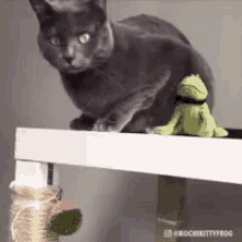 Resistance Cats GIF - Resistance Cats Funny Animals GIFs