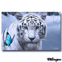 tiger white tiger tiger white tiger