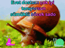 sado s%C3%BCm%C3%BCkl%C3%BCb%C3%B6cek mal sado sado s%C3%BCm%C3%BCkl%C3%BCb%C3%B6cek mal sado