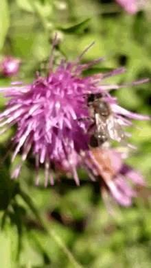 Bee Flower GIF - Bee Flower Cute GIFs
