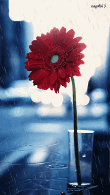 Red Flower GIF - Red Flower Raindrop GIFs