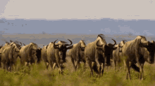 Buffalo Bulls GIF - Buffalo Bulls Walking GIFs
