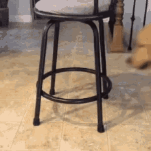 Funny Animals My New Place GIF - Funny Animals My New Place Dog Chair GIFs