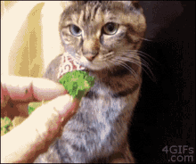 Cat Broccoli GIF - Cat Broccoli Vegetarian GIFs