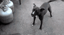 Dog Vs. Leaf-blower GIF - Dog Scary Attack GIFs