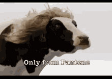 Pantene  GIF - Cow Long Hair GIFs