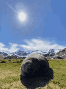 Seal Sneeze GIF - Seal Sneeze Sneazing GIFs