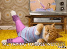 Cat Exercise GIF - Cat Exercise Work Out GIFs