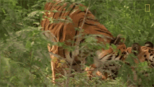 tigers rubbing heads global tiger day see why these cats earned their stripes nat geo wild bunting head rubbing