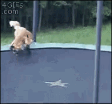Foxes Trampoline GIF - Foxes Trampoline Playing GIFs