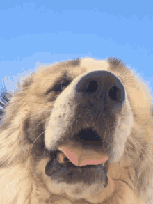 boof dog pant hot boof dog pant hot