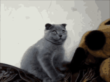 Show Me Your Best Puppy Impression GIF - Cat Excited Face GIFs
