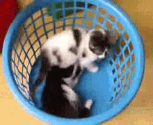 playtime kittens