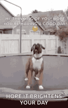 Dog Jumping GIF - Dog Jumping Hope It Brightens Your Day GIFs
