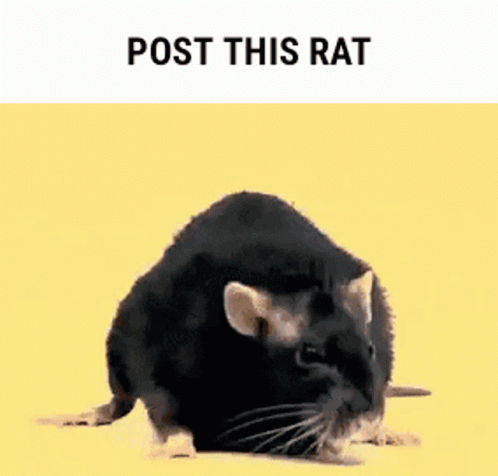 Post This Rat Dancing GIF - Post This Rat Rat Post - Discover & Share G...