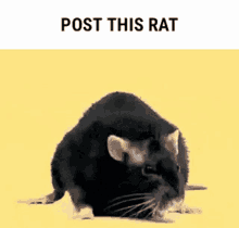 Post This Rat Dancing GIF - Post This Rat Rat Post GIFs
