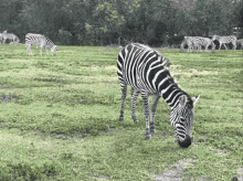 Zebra Safari GIF - Zebra Safari Grazing GIFs