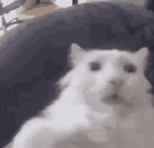 Cat Scared GIF - Cat Scared Surprised GIFs