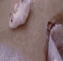 Bichon Bichonfrise GIF - Bichon Bichonfrise Dog GIFs