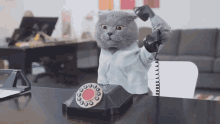 cat phone