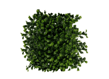 bush