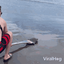 Saving Rays Viralhog GIF - Saving Rays Viralhog Lets Get You Back To Sea GIFs