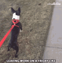 Leaving Work On A Friday Off Work GIF - Leaving Work On A Friday Off Work Dog GIFs