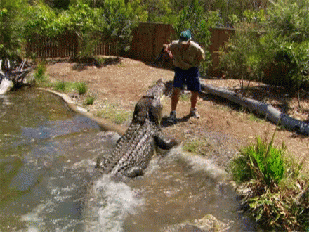 alligator-feeding-time.gif