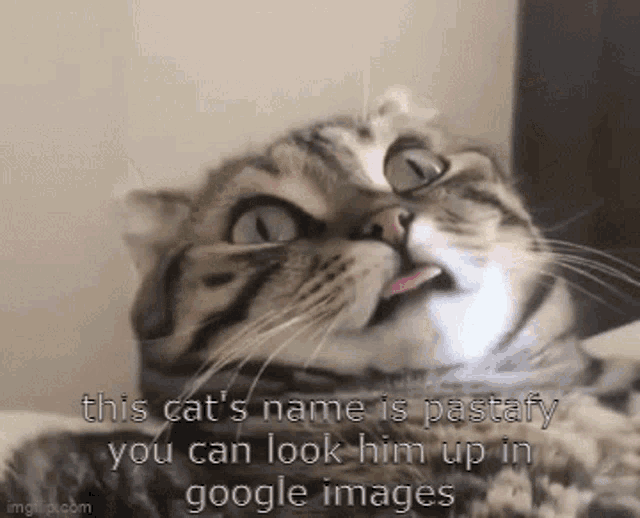Cat Cats Name GIF - Cat Cats Name Name GIFs