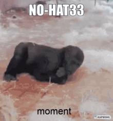 nohat33 gorilla