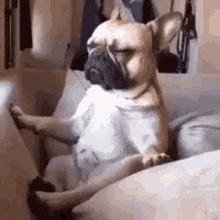 Meditation Dog GIF - Meditation Dog French Bulldog GIFs