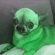 Green Dog Rokeitup GIF - Green Dog Rokeitup Rakeitoop GIFs