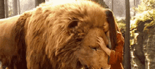 narnia lion georgie henley
