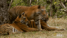 Come On Searching For The Tigress GIF - Come On Searching For The Tigress Secret Life Of Tigers GIFs