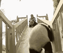 Herro Panda GIF - Herro Panda GIFs