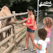 Camel Eclick GIF - Camel Eclick Funny Animals GIFs