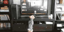 看电视 可爱 狗狗 GIF - Cute Puppy Dog GIFs