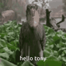 Hi Tony Hello Tony GIF - Hi Tony Hello Tony GIFs