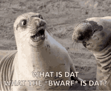 Seal Shocked GIF - Seal Shocked Surprised GIFs
