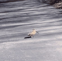 Bird Walking GIF - Bird Walking GIFs