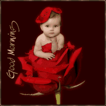 good morning cute baby adorable red rose
