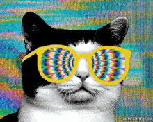 Trippy Cat GIF - Trippy Cat Shades GIFs