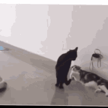 Funny Animals Cats Roomba GIF - Funny Animals Cats Roomba Super GIFs