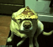 Wait. Wait. Eat! GIF - Pizza Dogs GIFs