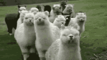 Alpaca Sheep GIF - Alpaca Cute Fluffy GIFs