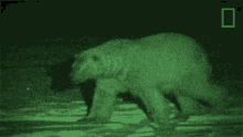 polar bear spotted united states of animals polar bear polar bear in the city polar bear at night