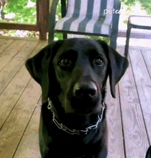 Treat The Pet Collective GIF - Treat The Pet Collective Lab GIFs